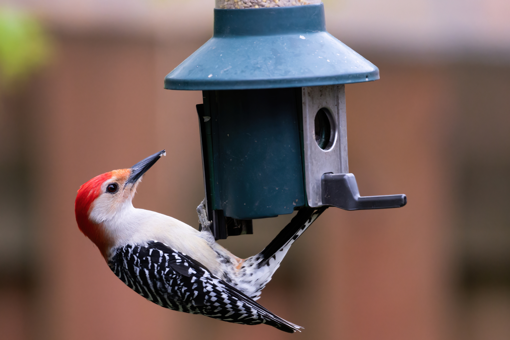 Feather Your Nest with the Top Birdwatching Supplies in Flower Mound